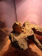 Baardagaam en terrarium, Met terrarium