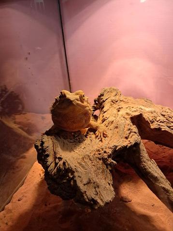 Baardagaam en terrarium  beschikbaar voor biedingen