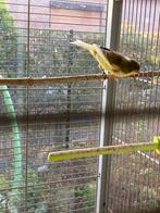 Timbrado Espagñol, Dieren en Toebehoren, Vogels | Kanaries, Zangkanarie