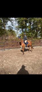 Lieve 11 jarige merrie, Dieren en Toebehoren, Paarden, Merrie