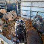 Schaap, Dieren en Toebehoren, Vrouwelijk, Schaap, 3 tot 5 jaar