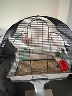 Vogels, Dieren en Toebehoren, Vogels | Parkieten en Papegaaien, Tam