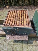 Bijenvolk in dubbelwandige simplex spaarkast, Abeilles