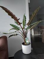 Kamerplant zonder buitenpot, Ophalen