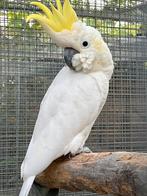 Kleine geelkuif kaketoe, Dieren en Toebehoren, Mannelijk, Geringd