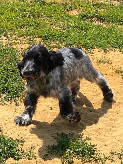 Engelse cocker (reukes), Dieren en Toebehoren, Honden | Retrievers, Spaniëls en Waterhonden, Reu, Spaniël, Fokker | Professioneel