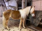 Haflinger te koop, Dieren en Toebehoren, Paarden, Merrie, Minder dan 160 cm, Gechipt, Zadelmak