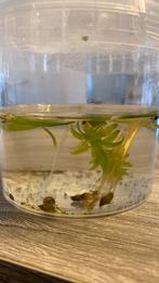 Kleine aquariumslakken, Dieren en Toebehoren, Vissen | Aquariumvissen