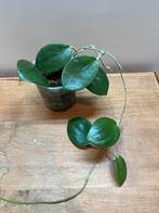 Hoya Guinguenetervia Noid (aldrichii?), Enlèvement ou Envoi