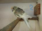 kakariki, Meerdere dieren, Parkiet