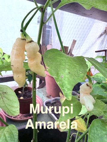 Grote sortering zaden van bijzondere pepers en paprika’s  beschikbaar voor biedingen