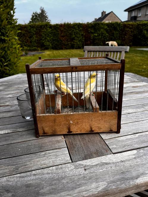 Jonge Raza Española postuurkanaries te koop –, Dieren en Toebehoren, Vogels | Kanaries, Postuurkanarie, Geslacht onbekend