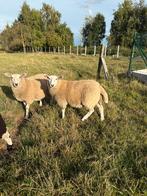 Jonge ooien, Dieren en Toebehoren, Schapen, Geiten en Varkens, Vrouwelijk, Schaap, 0 tot 2 jaar