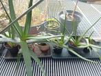 Aloe vera 3 stuks in voorraad, Tuin en Terras, Planten | Tuinplanten, Ophalen