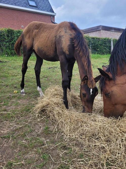 1yo Mosito x Canturano merrie, Dieren en Toebehoren, Paarden, Merrie, 0 tot 2 jaar, Springpaard, Met stamboom, Gechipt, Ontwormd
