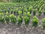 Euonymus green spire ( buxusvervanger), Tuin en Terras, Ophalen