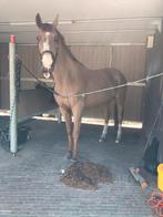 Paarden scheerder