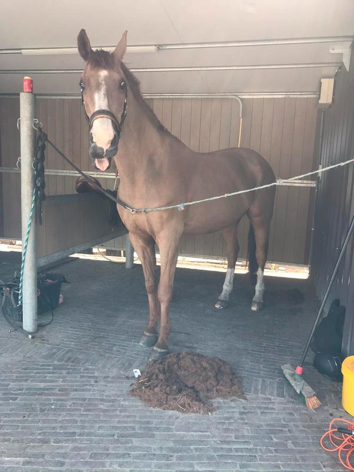 Paarden scheerder, Dieren en Toebehoren, Stalling en Weidegang