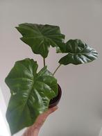 Alocasia portodora, Huis en Inrichting, Ophalen of Verzenden