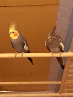 2 jaar oud en een vogel 1,5 jaar Ze zijn aan elkaar gekopp, Animaux & Accessoires, Oiseaux | Perruches & Perroquets, Perruche