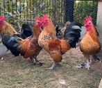 Nederlandse Sabelpoothaantje, Dieren en Toebehoren, Pluimvee, Mannelijk, Kip