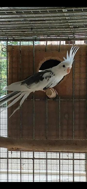 Calopsitte face blanche panaché 2025, Sexe inconnu, Perruche, Bagué