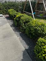 30 Ilex max Kanehirea struiken (zelf manueel uit te doen), Tuin en Terras, Ophalen, Overige soorten, Struik, Minder dan 100 cm