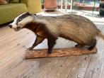 Taxidermie opgezette das, Verzamelen, Dierenverzamelingen, Ophalen, Gebruikt, Wild dier, Opgezet dier