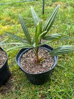 Trachycarpus fortunei winterharde palmboom, Enlèvement ou Envoi