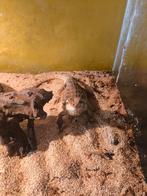 Jonge baardagaam met terra goed lezen, Dieren en Toebehoren