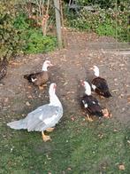 toom barbarie eenden, Dieren en Toebehoren, Pluimvee