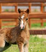 Amerikaanse Miniatuur paardjes AMHA AMHR NMPRS BMP, Dieren en Toebehoren, Gechipt