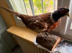 Opgezette fazant, Verzamelen, Dierenverzamelingen, Ophalen, Gebruikt