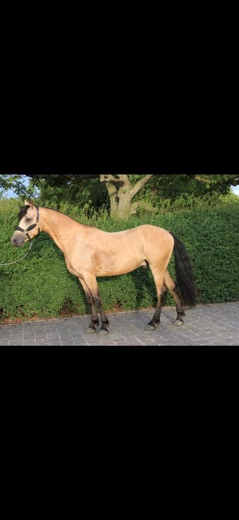 Mooie Western gereden buckskin, Animaux & Accessoires, Chevaux, Hongre, Débourré, Moins de 160 cm, 3 à 6 ans, Cheval western, Avec puce électronique