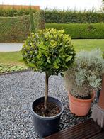 Laurus nobilis, Tuin en Terras, Planten | Bomen, Ophalen, In pot