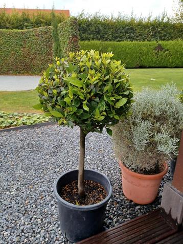 Laurus nobilis beschikbaar voor biedingen