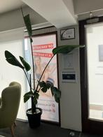 Strelitzia, Huis en Inrichting, Kamerplanten, Ophalen, 200 cm of meer, Overige soorten, Halfschaduw