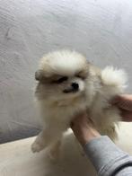 Prachtige rasechte mini pomeriaantjes ( bearface), België, Particulier, CDV (hondenziekte), 8 tot 15 weken