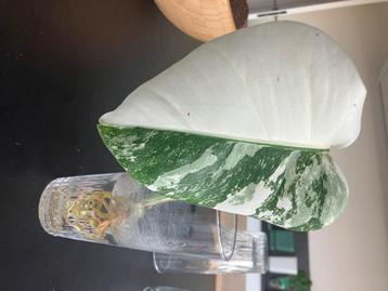 Monstera variegata halfmoon, Huis en Inrichting, Ophalen