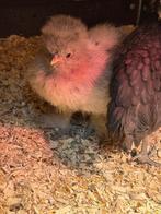 USA zijdehoen hennen en haan, Dieren en Toebehoren