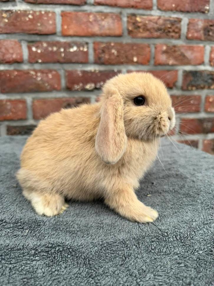 Minilop ram, Dieren en Toebehoren, Konijnen