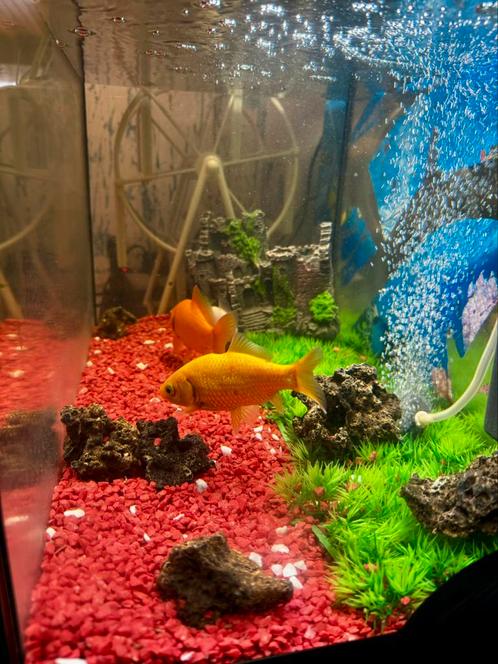 Aquarium met 3 vissen, Dieren en Toebehoren, Vissen | Aquaria en Toebehoren, Ophalen