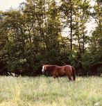 Quarter Horse ruin, Dieren en Toebehoren, Paarden, Gechipt, Ruin, M, 11 jaar of ouder