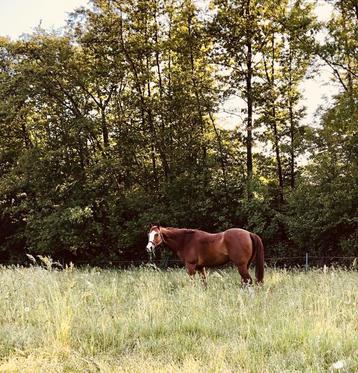 Quarter Horse ruin beschikbaar voor biedingen