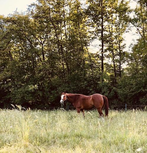 Quarter Horse ruin, Dieren en Toebehoren, Paarden, Ruin, M, 160 tot 165 cm, 11 jaar of ouder, Westernpaard, Met stamboom, Gechipt