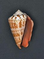 Verzameling schelpen Strombidae 28 stuks, Coquillage(s), Enlèvement ou Envoi