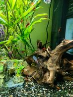 Garnalen, Dieren en Toebehoren, Vissen | Aquariumvissen, Kreeft, Krab of Garnaal, Zoetwatervis