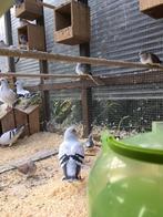 KWALITEIT ITALIAANSE MEEUWEN NU 20 EURO/KOPPEL, Animaux & Accessoires, Oiseaux | Pigeons, Plusieurs animaux, Autres espèces