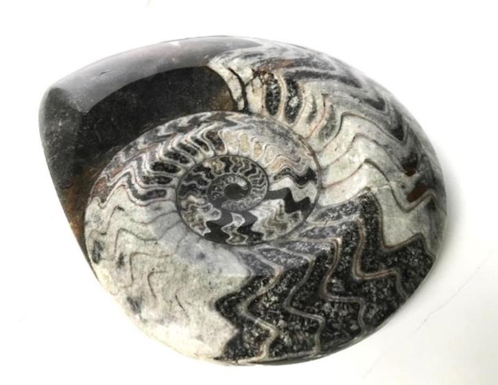 Fossiele natuursteen  goniatiet-ammoniet, Verzamelen, Mineralen en Fossielen, Ophalen of Verzenden