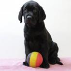 Labrador Retriever-puppy’s te koop (Belgisch), Dieren en Toebehoren, Honden | Retrievers, Spaniëls en Waterhonden, België, Handelaar
